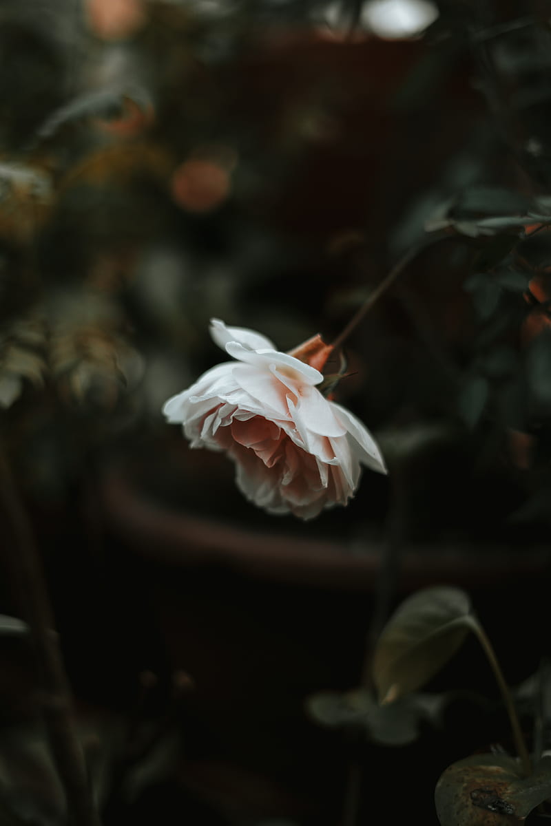 rose, flower, plant, large, blur, HD phone wallpaper