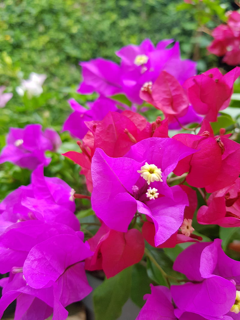 Flores de jardin, flower, natural, purple, spring, HD phone wallpaper