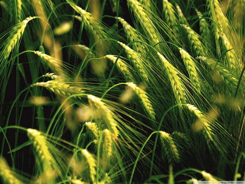 BLOWING WHEAT FIELD, wheat, wind beautiful, weather, close up, green, grains, windy, macro, field, natural, HD wallpaper
