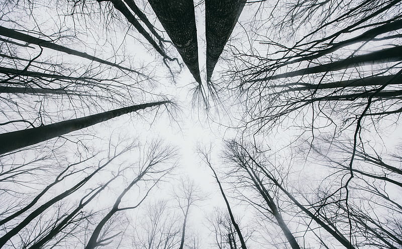 Looking Up at the Sky through Trees Ultra, Seasons, Autumn, forest, woods, winter, sky, looking, trees, leafless, fog, mist, HD wallpaper
