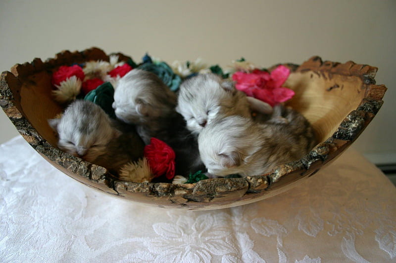 Newborn Kittens, table, table cloth, large wooden bowl, flowers, eyes closed, HD wallpaper