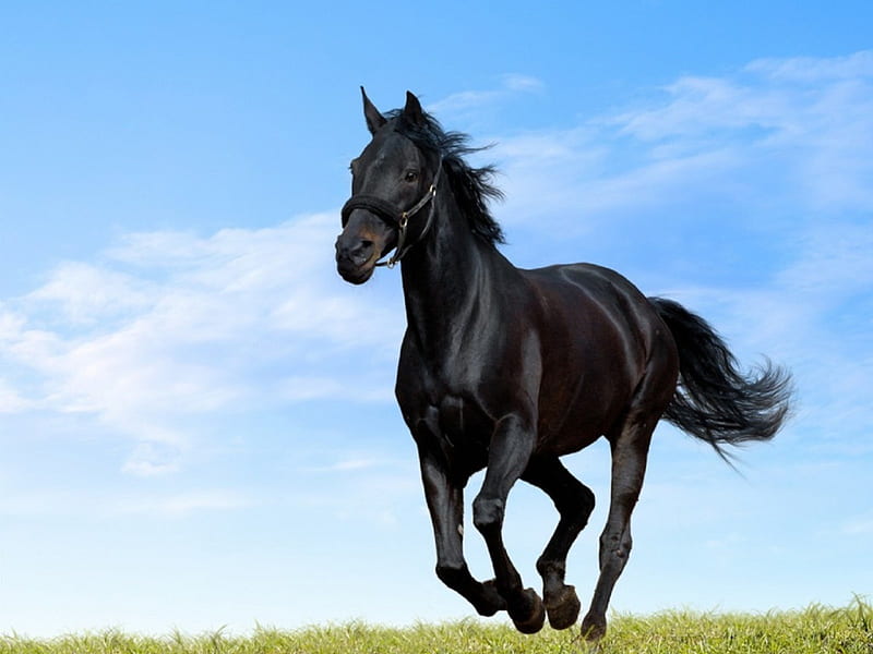 GALLOPING HORSE, galloping, nature, horse, sky, animals, HD wallpaper