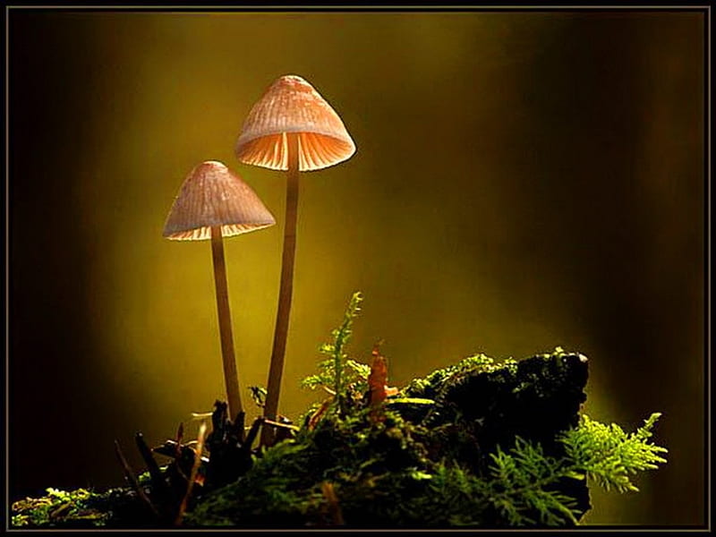 Woodland, mushrooms, plants, light, HD wallpaper Woodland, mushrooms, plants, light, HD wallpaper