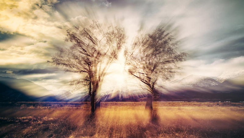 Sun Rays Through Trees, HD wallpaper