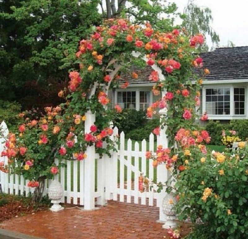 Red rose arch, flowers, red roses, nature, arch, HD wallpaper | Peakpx