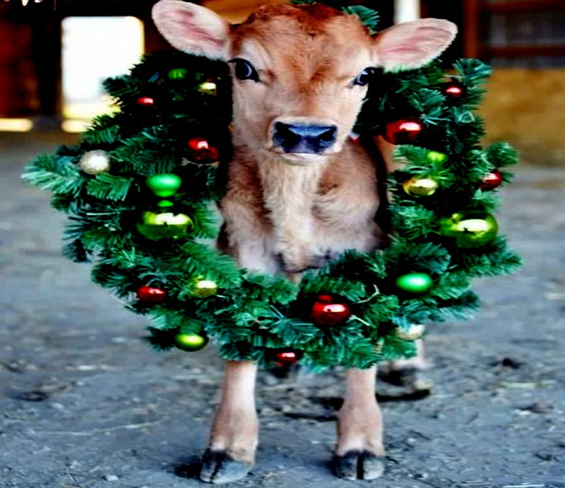 Merry Christmas Deer, Christmas, Brown, Wreath, Deer, Fawn, HD ...