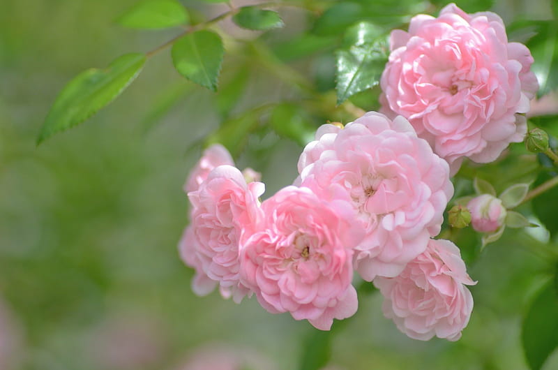 ramo de camelia rosa ***, flor, flores, naturaleza, camelia, Fondo de  pantalla HD | Peakpx