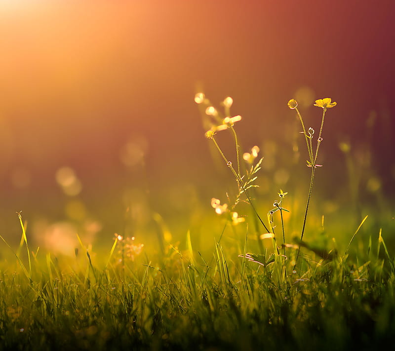 Morning, flower, grass, nature, spring, sunrise, HD wallpaper