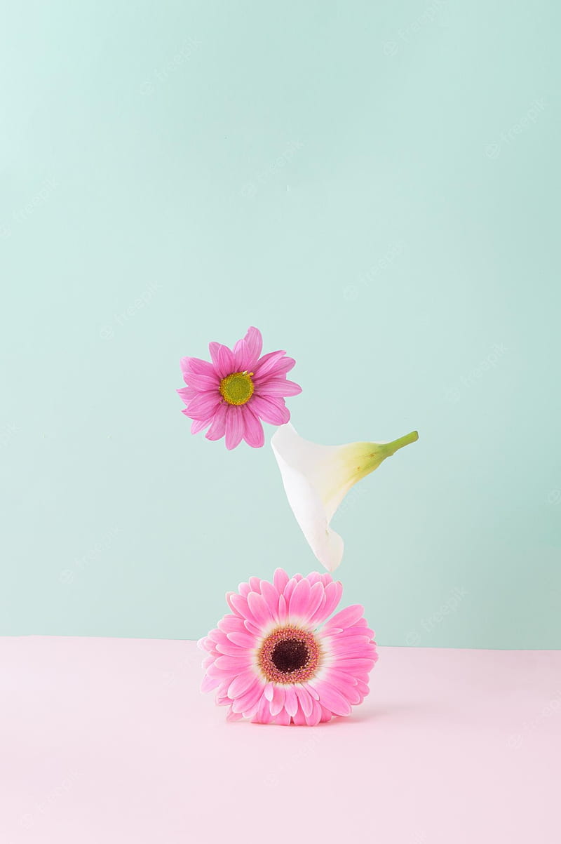 Premium . Flowers in balance lined up on a pink background summer spring aesthetic concept, HD phone wallpaper
