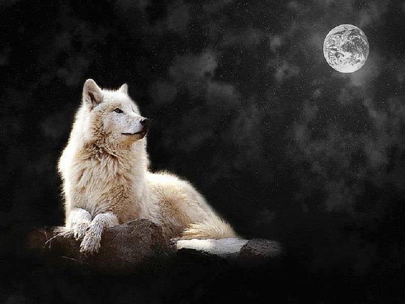 capoc podar dedo Noche lobo, pintado, lobo, cielo, luna, pintura, naturaleza, lobos, noche,  animales, Fondo de pantalla HD | Peakpx