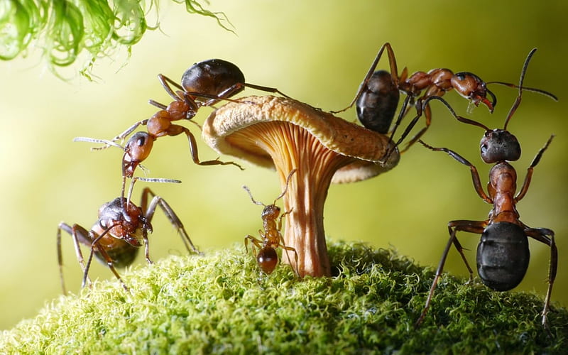 Food, ant, green, mushroom, insect, funny, creative, lolita777, situation, HD wallpaper