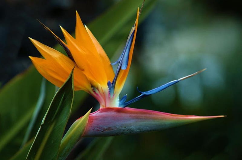 Bird Of Paradise Flower, flower, colorful, nature, blossom, HD ...