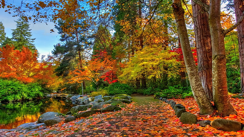 Path With Colorful Dry Leaves Between Lake And Autumn Trees In Forest Nature, HD wallpaper