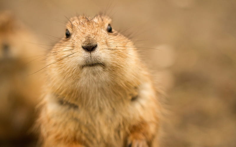 Hello!, adorable, mammals, sweet, cute, rodents, prairie dog, graphy, hello, funny, animals, HD wallpaper