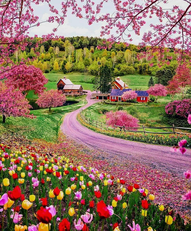 Primavera en vermont, bonito, flores, naturales, naturaleza, paraíso, teed,  tulipanes, Fondo de pantalla de teléfono HD | Peakpx