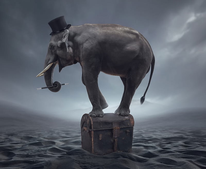 Elephant in danger, elephant, black, creative, situation, animal, sea, hat, chest, fantasy, water, HD wallpaper