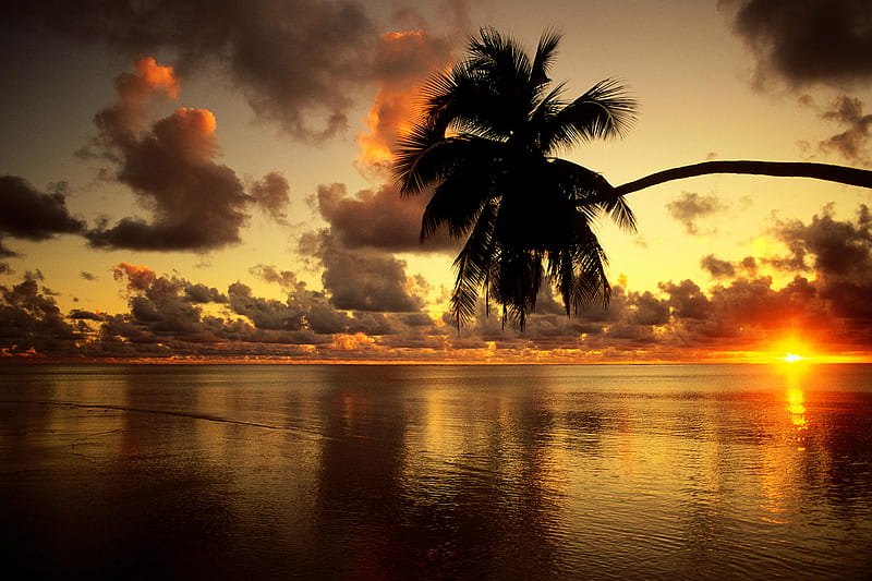 Sunrise, sun, water, bright, clouds, sky, palm tree, HD wallpaper | Peakpx