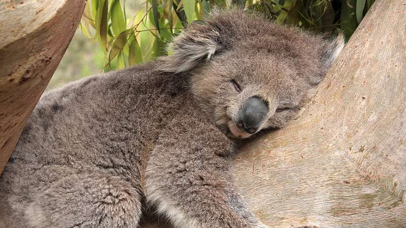 Siesta, es la hora, koala, siestita, de una, HD wallpaper