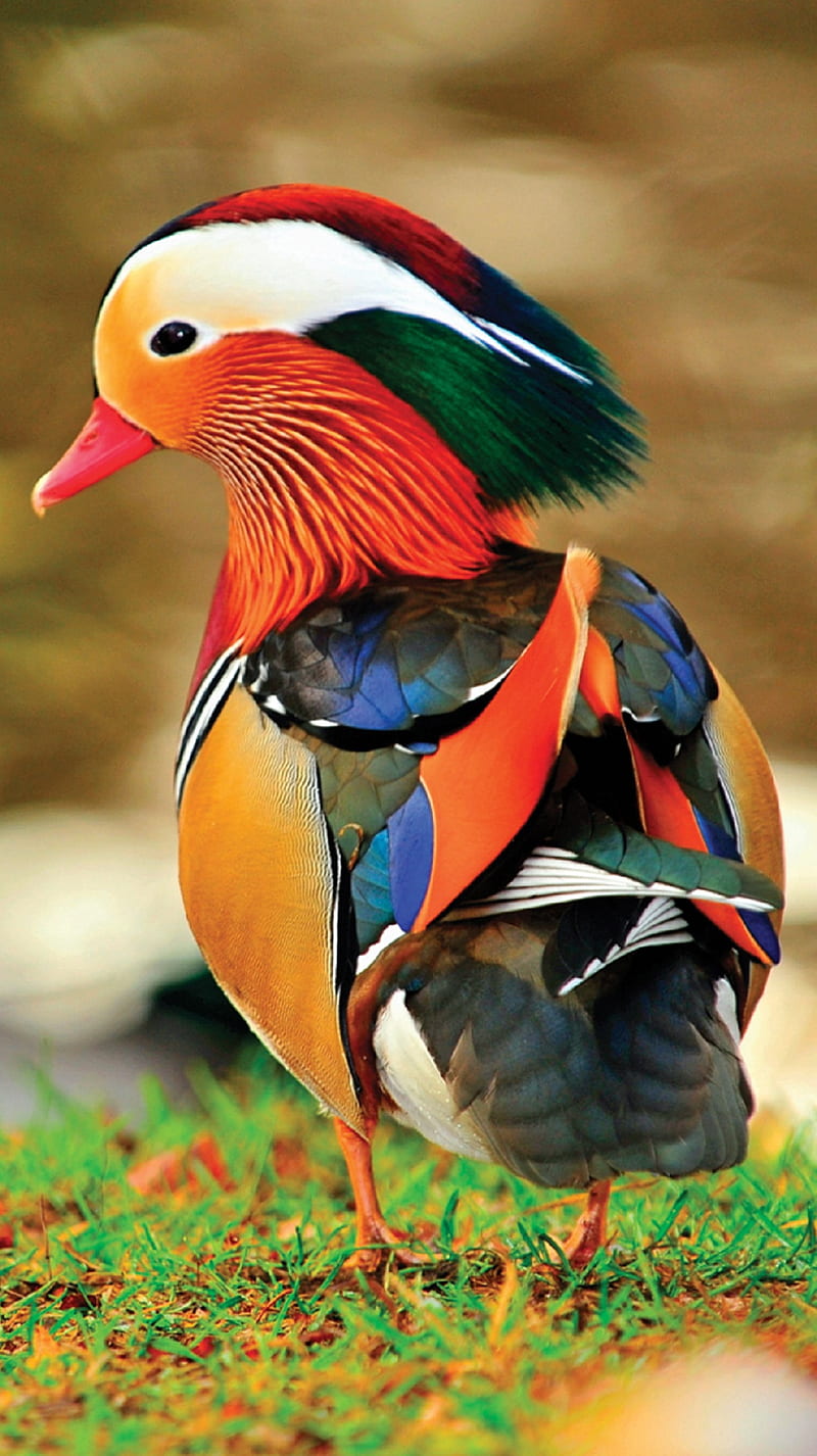 Mandarin Duck, bird, pet, HD phone wallpaper | Peakpx