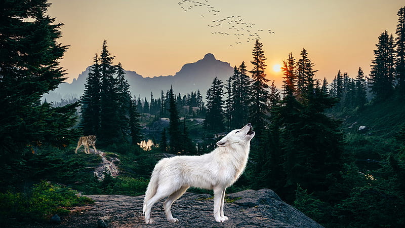Animal, Arctic Wolf, Digital Art, Drawing, Forest, Howling, Wolf, HD wallpaper