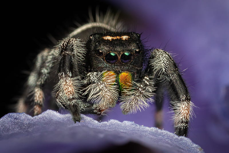 Spiders, Jumping Spider, Macro, HD wallpaper