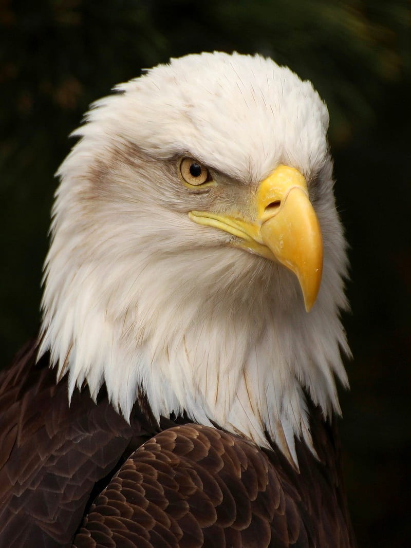 Eagle, background, birds, country, eagles, nice, prey, usa white, HD phone wallpaper