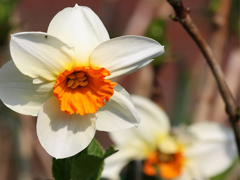 Narcissus, graphy, flower, easter, white, HD wallpaper