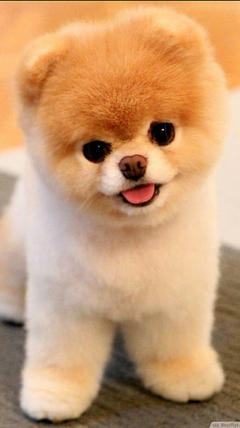cute puppy wallpapers for mobile