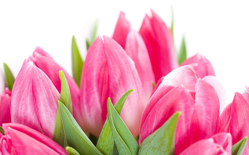 tulips, pink tulips, a bouquet of tulips, flowers, HD wallpaper