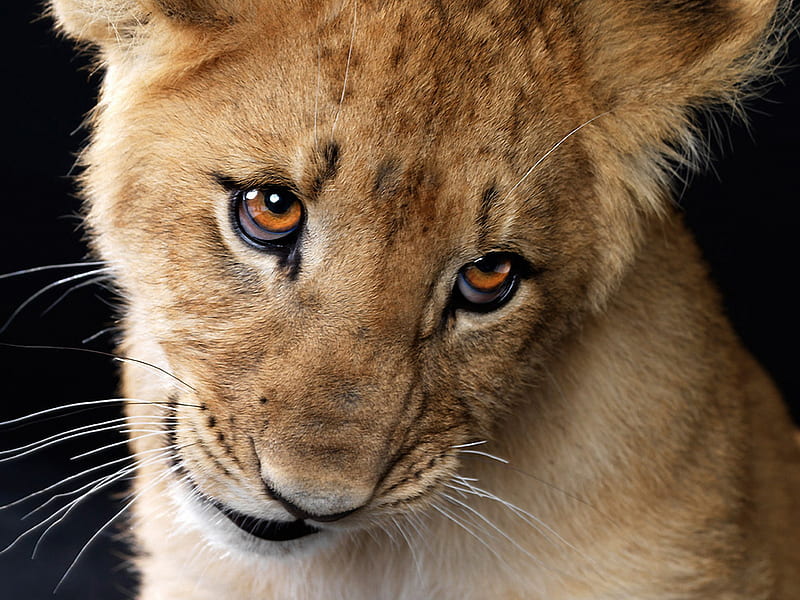 Cute Cub, look, lovely, lion, cute, close up, cub, face, longing, eyes, HD wallpaper