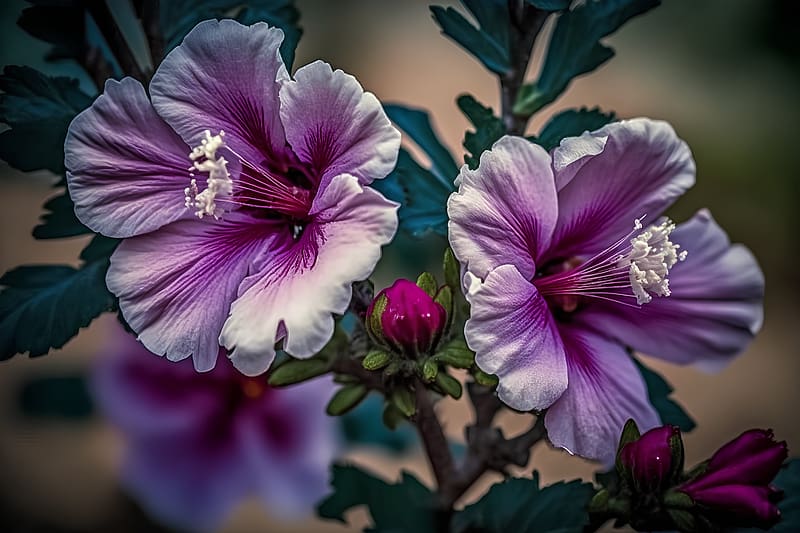 Hibiscus, Flowers, Closeup, Purple, HD wallpaper