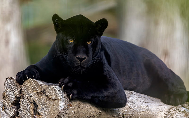 Jaguar, black panther, cat, animal, pisici, HD wallpaper