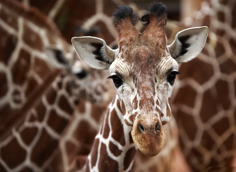 *** Giraffe ***, giraffes, brown, color, white, animals, HD wallpaper