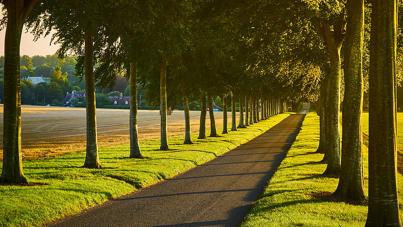 Alley Path Trees Lawn Nature, HD wallpaper