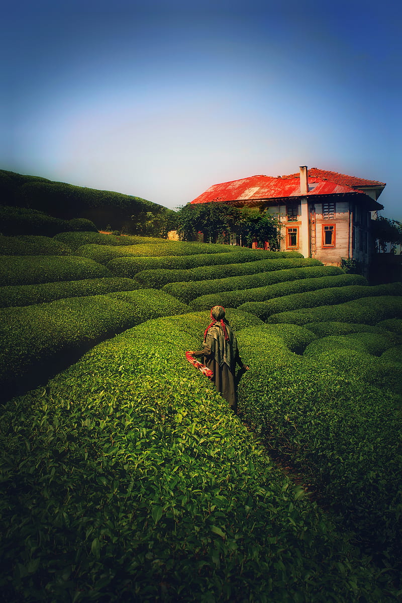 Tea gardens, garden, natural, nature, tansutopuzoglu, HD phone wallpaper |  Peakpx