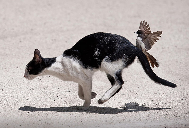 Angry Bird, chasing, bird, tail, running, funny, cat, angry, HD wallpaper