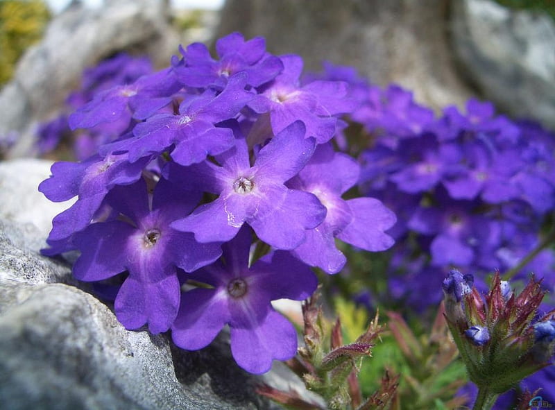 Flori de munte, purple, mountains, munte, flowers, flori, HD wallpaper