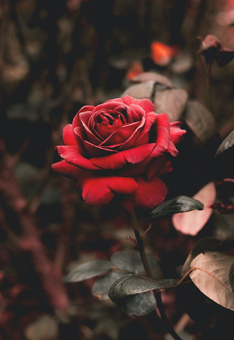 HD wallpaper rose hq beautiful