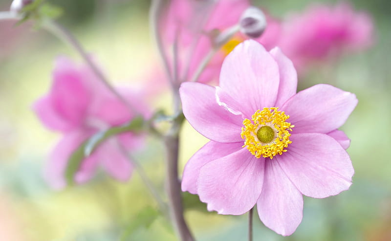 Japanese anemone, green, flower, yellow, soft, pink, HD wallpaper