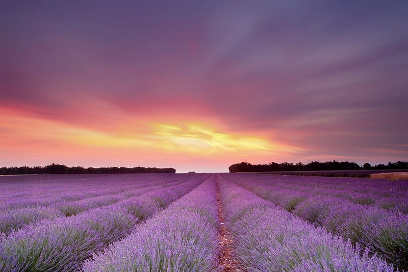 Sunset over lavander field, sunset, lavender, nature, field, HD ...