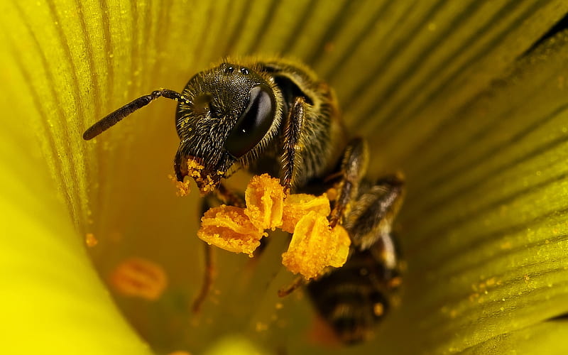 Bee, honey, flower, bugs, yellow, nature, pollen, nectar, HD wallpaper
