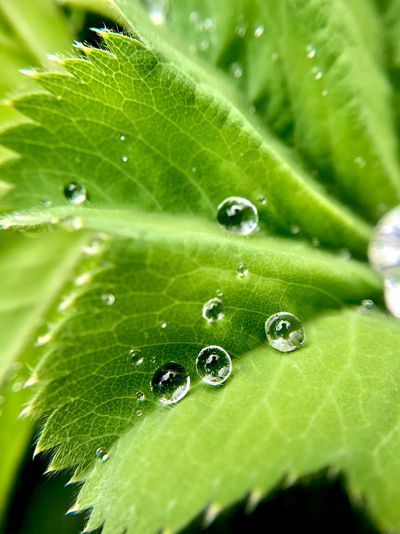 drops, water, leaf, macro, HD phone wallpaper