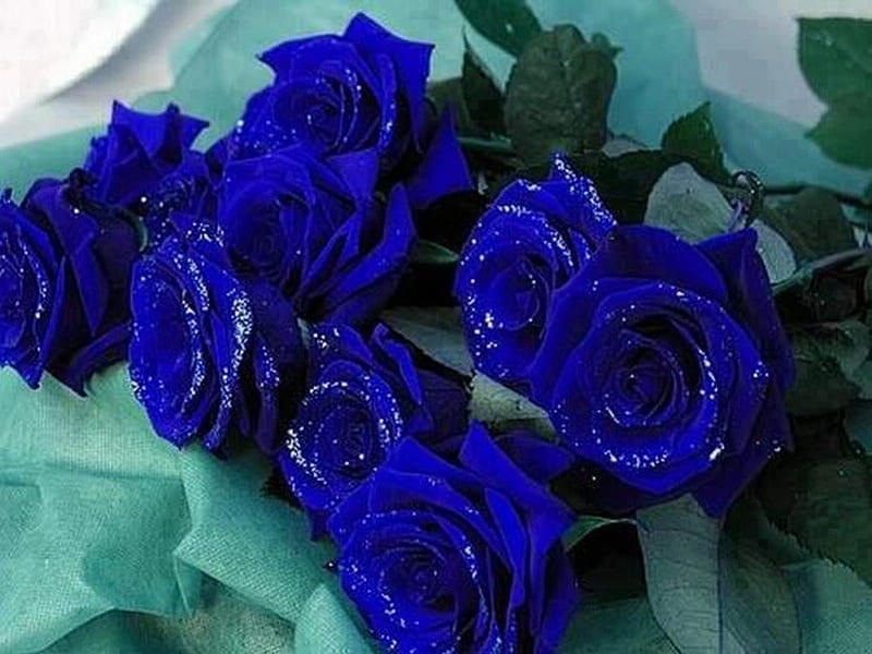 Hermosas rosas azules, suaves, pétalos, hojas verdes, verde, Fondo de  pantalla HD | Peakpx