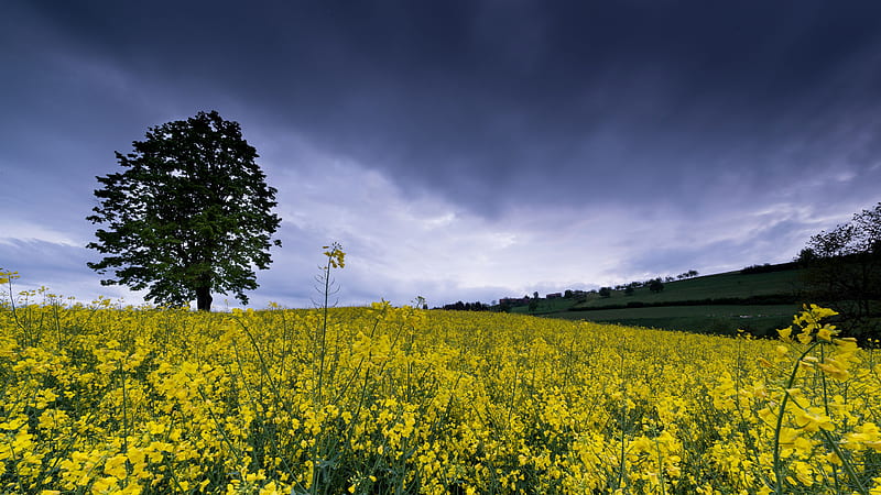 Campo de flores amarillas árbol verde bajo blanco nubes negras cielo azul  naturaleza, Fondo de pantalla HD | Peakpx