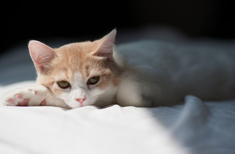 *** Cat lost in thought ***, zwierzeta, kotek, maly, koty, HD wallpaper
