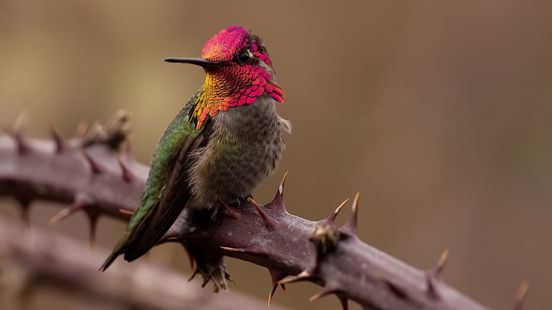 Colorful Hummingbird Bird On Tree Branch Birds, HD wallpaper