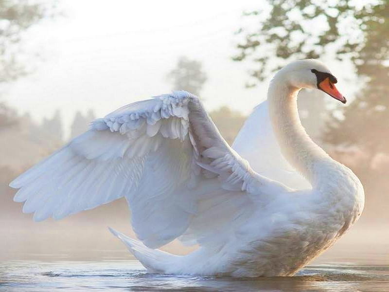 Single swan, beauty, swan, white, mist, HD wallpaper