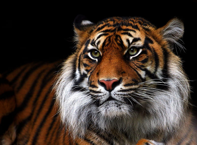 Beautiful Tiger Animal Ultra, Animals, Wild, bonito, Tiger, Animal, HD  wallpaper | Peakpx