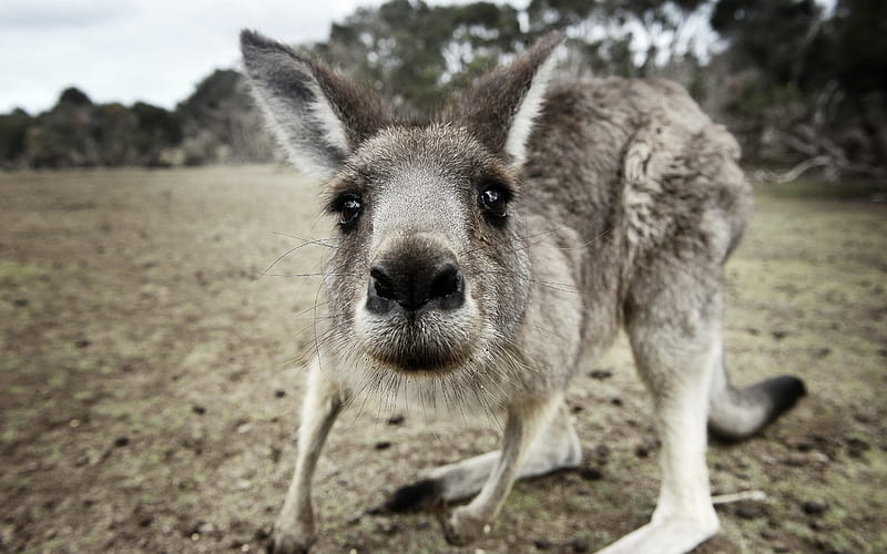 funny kangaroo face