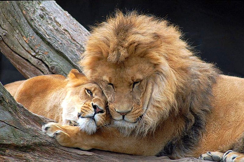 Lions Love, cool, HD wallpaper | Peakpx
